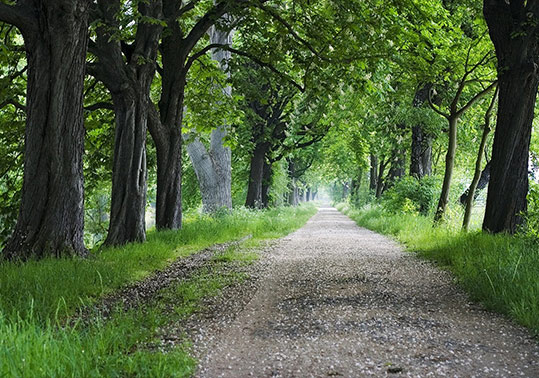 Road between trees