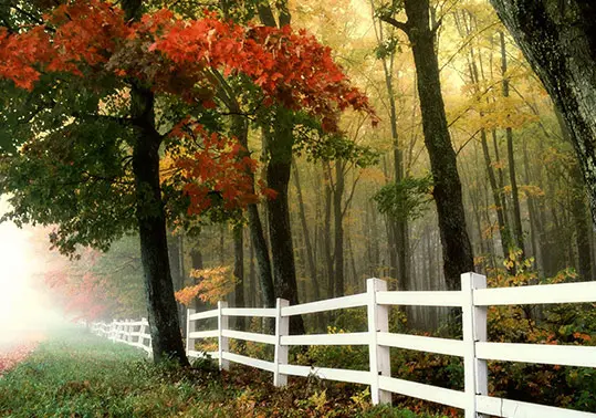 Trees along a white fence